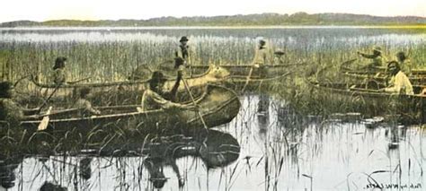 ojibwe rice harvesting native american history wild rice american indigenous peoples