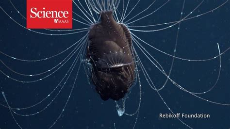 Even more remarkably, she had a male anglerfish attached to her belly, marking the first time that the creature's odd mating habits. Even Scientists Were Shocked By This Bizarre Anglerfish ...