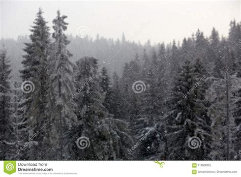 Winter Wonderland With Fir Trees Christmas Greetings Concept With