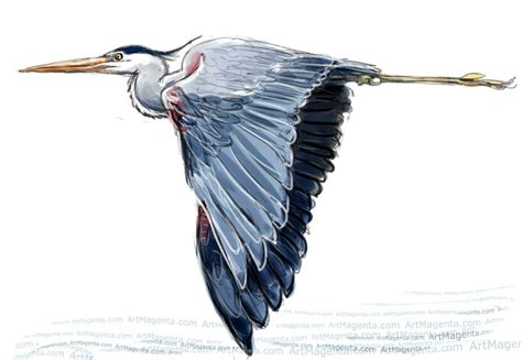 Great Blue Heron Sketch Painting Bird Art Drawing By Illustrator