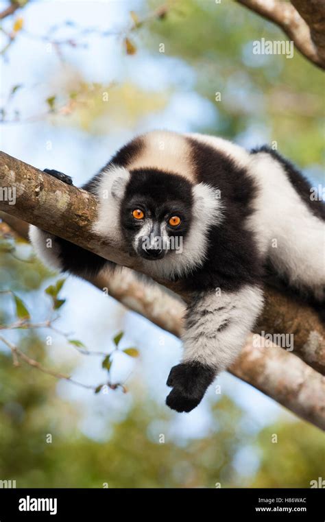 Black And White Ruffed Lemur Varecia Variegata Variegata Madagascar