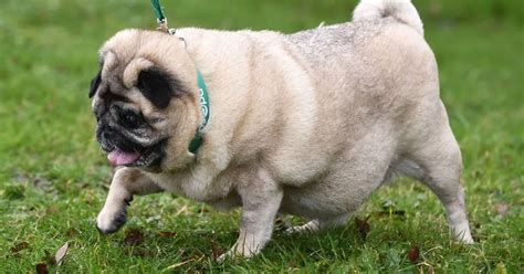Fat Pug Sugar Weighs Same As A Toddler Because Owner Wouldnt Walk Her