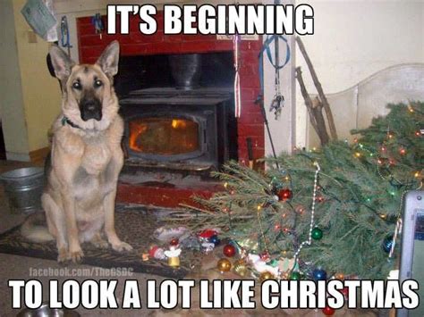 These Are The Best Christmas Dog Memes Youll See Today