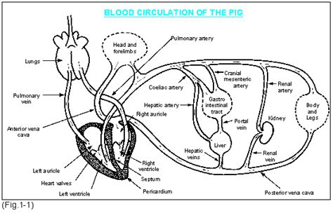 Cow Anatomy Circulatory System - All About Cow Photos