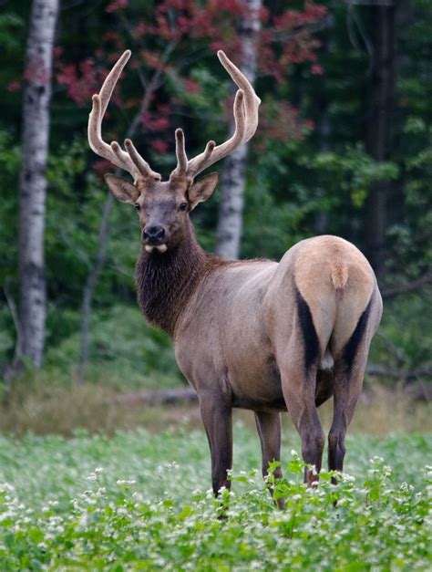 Elk, (cervus elaphus canadensis), also called wapiti, the largest and most advanced subspecies of red deer (cervus elaphus), found in north america and in high mountains of central asia. Related image | Hooved animal, Animals wild, Elk pictures