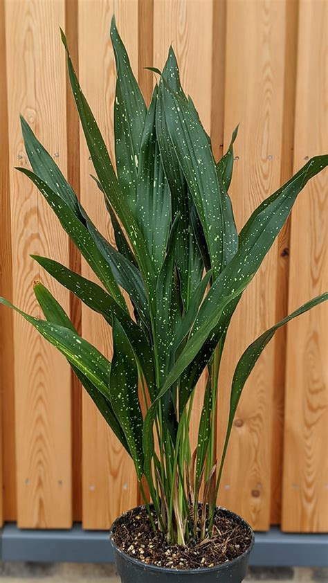 Aspidistra Elatior Cast Iron Plant Guide Our House Plants