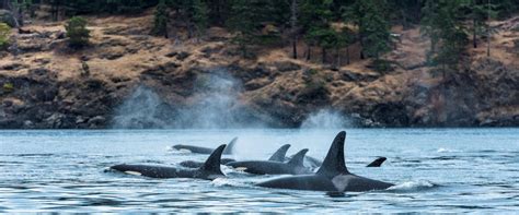 Orcas At Sunset In British Columbia Keep Exploring
