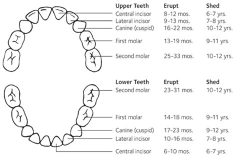 Tooth Eruption Chart Smiling Sea Pediatric Dentistry And Orthodontics