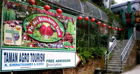 Check spelling or type a new query. Big Red Strawberry Farm, Cameron Highlands