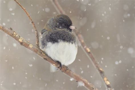 8 Cool Facts About Dark Eyed Juncos Brown Bird Blue Bird Guadalupe