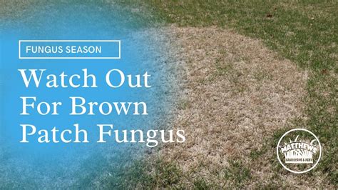 Watch Out For Brown Patch Matthews Landscape And Pest