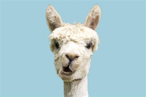 15 Best Llama Puns Funny Llama Jokes And Puns