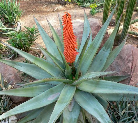 Other notable plant related reddits. Is this medicinal Aloe Vera? - The Ethnobotanical Garden ...