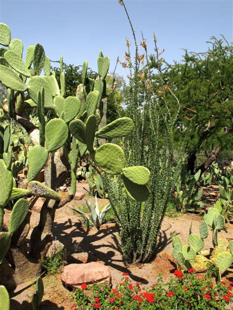 The roots to a cactus are long thick and go very wide and deep. Cholla and the Chocolate Factory: Part Two | Plant Lust