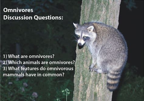 Omnivore — omnivore, allesfresser, tiere, die sich je nach angebot sowohl von pflanzen als auch von tieren ernähren. Omnivores Slideshow - Studyladder Interactive Learning Games