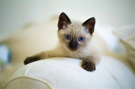 10 Surprising Facts About Siamese Cats The Dog People By