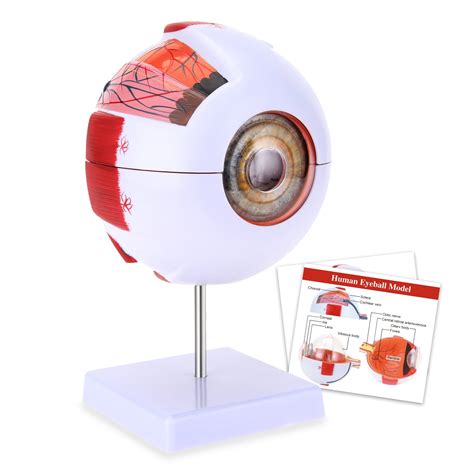 Buy Hingons 6x D Human Eye Anatomical Model Anatomically Eyeball