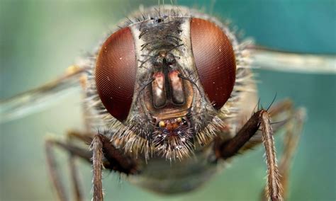 Fly Head Close Up By Léandre Hounnaké At