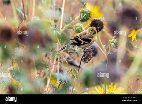 Nonbreeding American Goldfinch Spinus Tristis Stock Photo Alamy