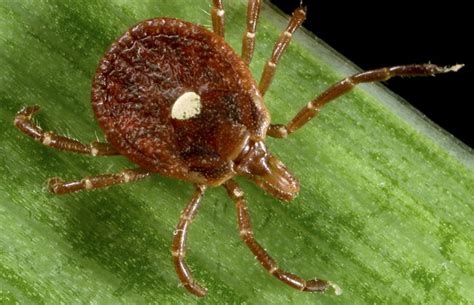 Photos that purport to show creatures six times that size have misleading perspective—the spider is invariably placed in the foreground where the lens makes it appear much. Ticks