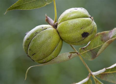 Shagbark Hickory Nuts This Photo Was Taken In Early August When The