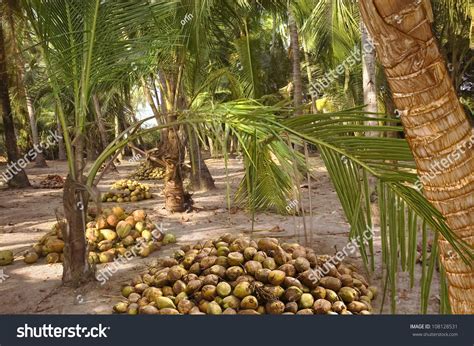 Coconut Plantations Harvest Coconuts Under Palm Stock Photo Edit Now