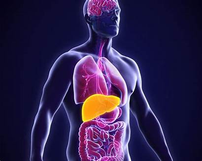 Liver Health Human Does Functions Why Anatomy