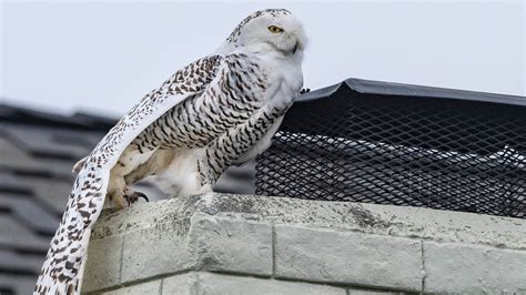 ‘extremely Rare Snowy Owl Sighting Transfixes A California Suburb