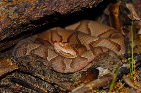 Eastern Copperhead Agkistrodon Contortrix June 1st 2019 Flickr