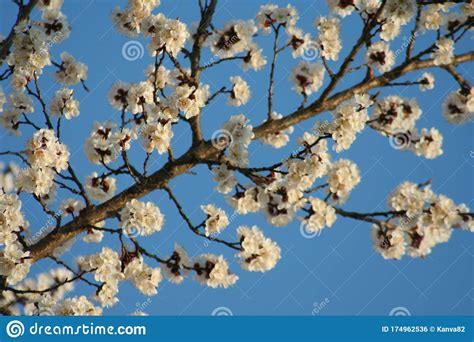 Aug 25, 2021 · hemp oil is believed to have a multitude of beauty benefits. Flowering Branch Of Apricot Tree Stock Photo - Image of ...