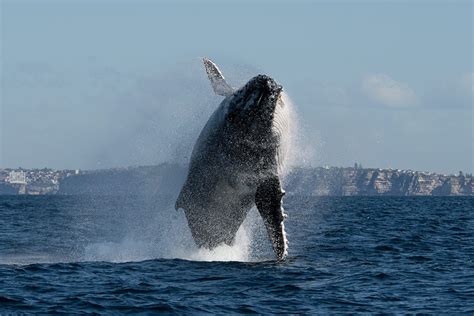 Insider's Guide to Whale Watching in Sydney | Whale watching, Whale watching cruise, Whale