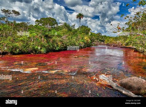 Cano Cristales Called The River Of Five Colors Or The Liquid Rainbow