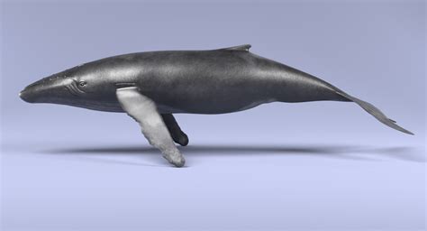 3d humpback whale turbosquid 1172301
