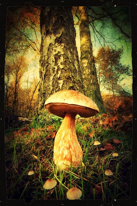 Add a hint of magic to natural settings of woodland plants, shrubbery, rock gardens and water features. Mushroom in forest | Stuffed mushrooms, Bird bath, Outdoor ...