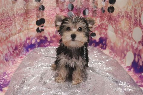 Morky puppies are really adorable, because they just want to play and be pampered. Morkie puppy dog for sale in Las Vegas, Nevada