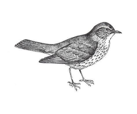 Thrush Bird Drawing Drawing By Christy Beckwith