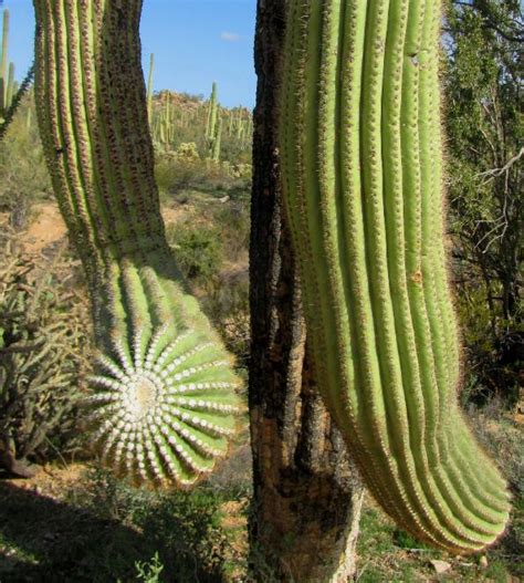 () flagstaff is probably not what many people picture when they think of arizona. Where We Be - Tucson, Arizona