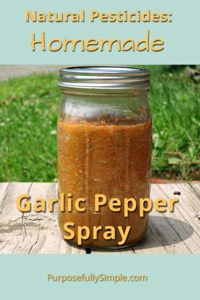 Homemade Garlic Pepper Spray Recipe Organic Vegetables Natural