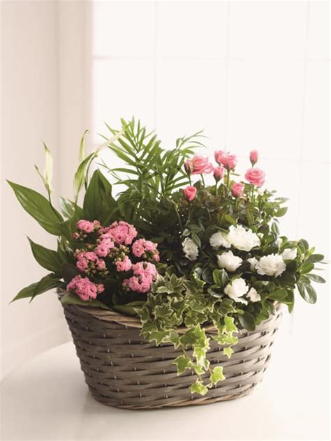 Choose from bunches in gift bags, decorated with tissue paper and ribbon. Beautiful new spring flowers and plants collection from ...