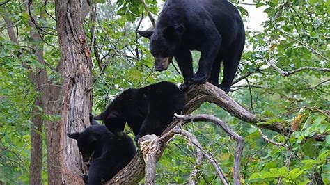 Wisconsin Bear Sightings Encounters Increase During Summer Dnr Trendradars Latest