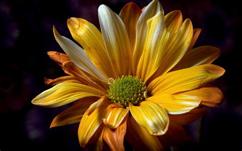 Download Wallpaper 2560x1600 Yellow Chrysanthemum Flower Close Up Hd
