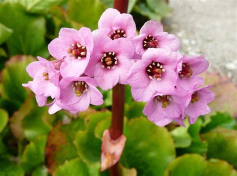 Got a quick, friendly response to a query i had after ordering. Top 10 Wonderful Flowers That Bloom All Year Long - Page 4 ...