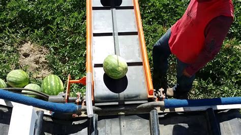 Automated Ag Watermelon Harvester Youtube