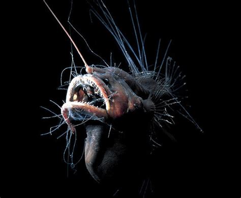 Rarest Deep Sea Creatures Revealed Search Of Life