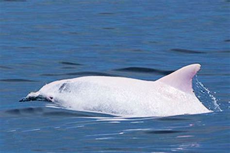 Incredibly Rare Albino Dolphin Thought To Be One Of Just 20 In The