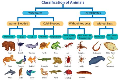 Top 125 Order Of Classification Of Animals