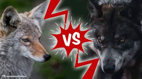 Coyote vs. Wolf