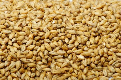 BARLEY - GFK Company