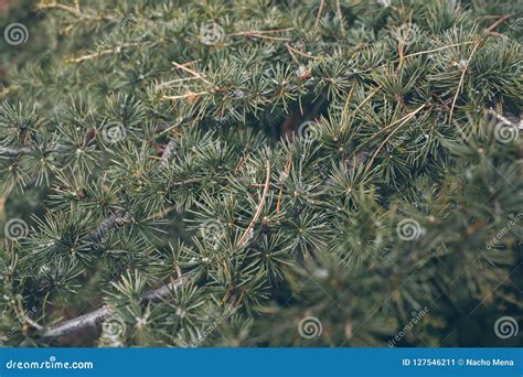 Pine Tree Leaves Background Close Up View Of Green Pine Leaves On A