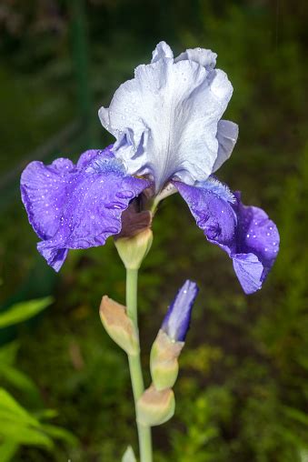Beautiful Young New Blue And White Iris Stock Photo Download Image
